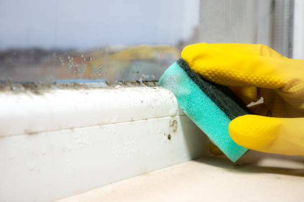 Best Industrial Mold Remediation in Elmsford, NY