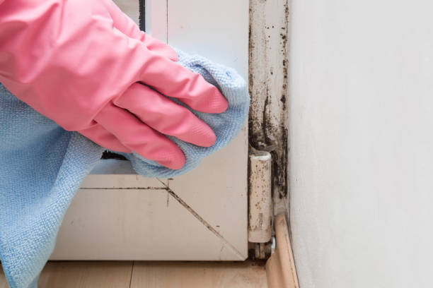 Best Black Mold Remediation in Elmsford, NY